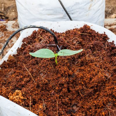 Vietnamese Coconut Peat - CocoHitech JSC