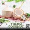 YOUNG COCONUT