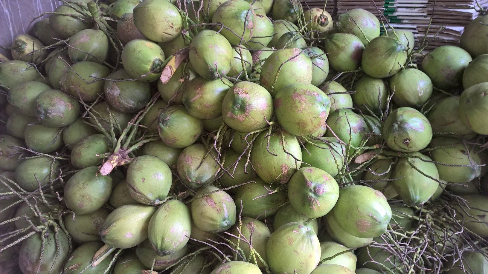 Top ten popular coconut products COCO HITECH