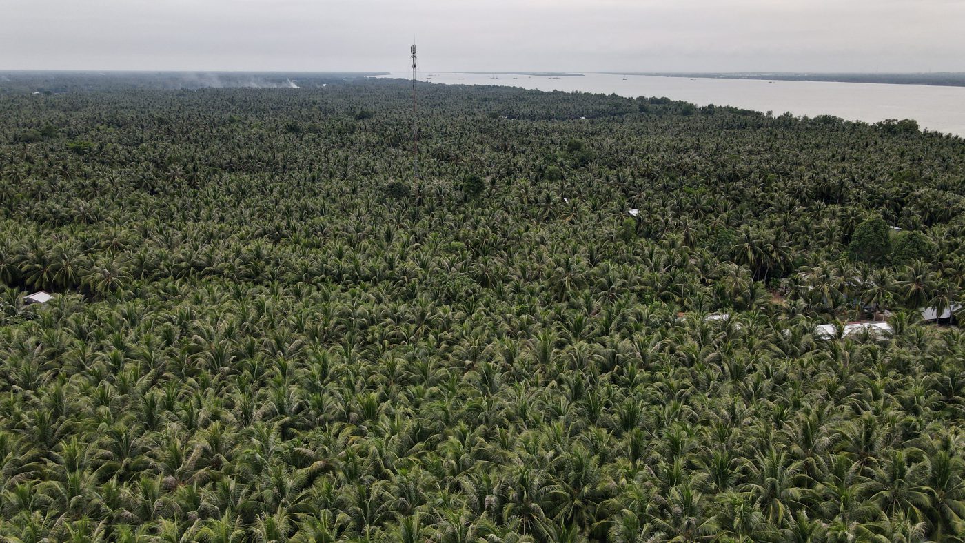 Ben Tre coconut