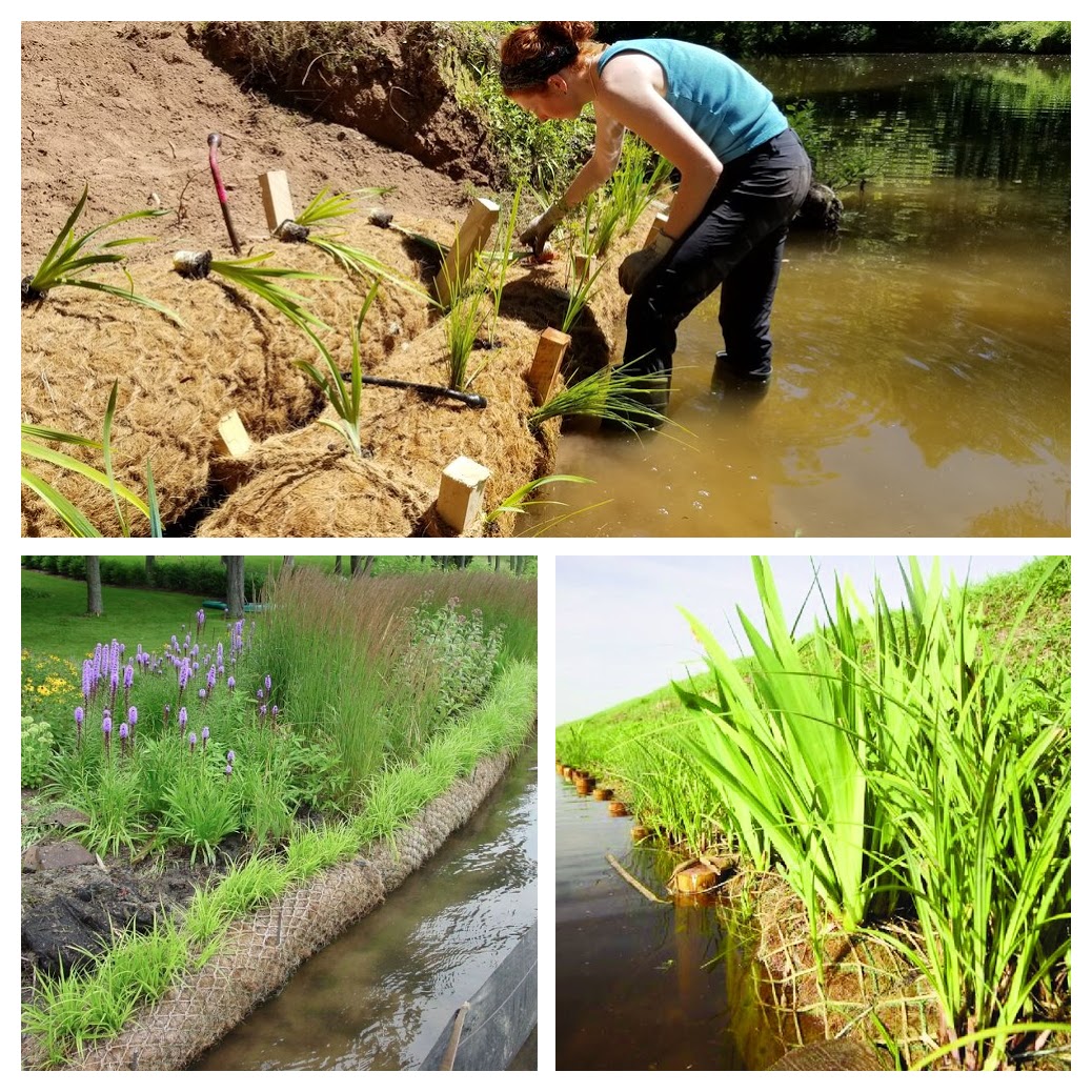 Coir log for river bank stabilization