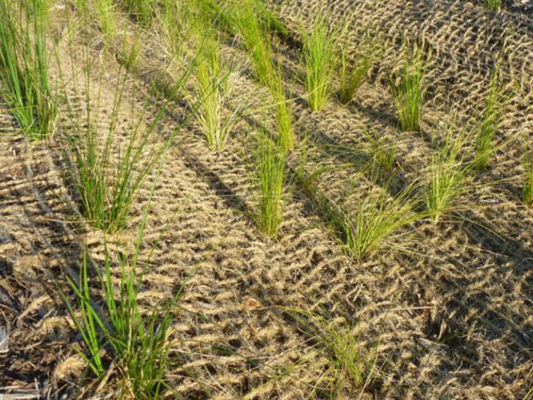 Type of coir net coir mesh for soil erosion control COCO HITECH