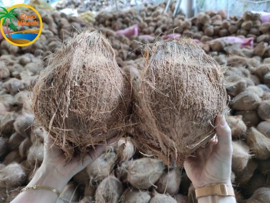 VIETNAM COCONUT FOR EXPORT