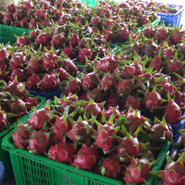 Vietnam dragon fruit for export