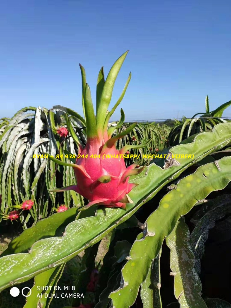 Binh Thuan Dragon fruit