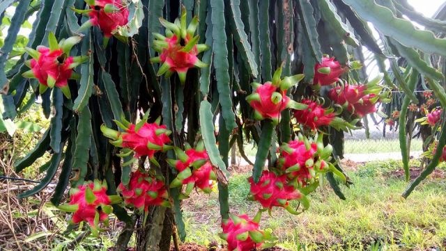 red flesh dragon fruit tree 