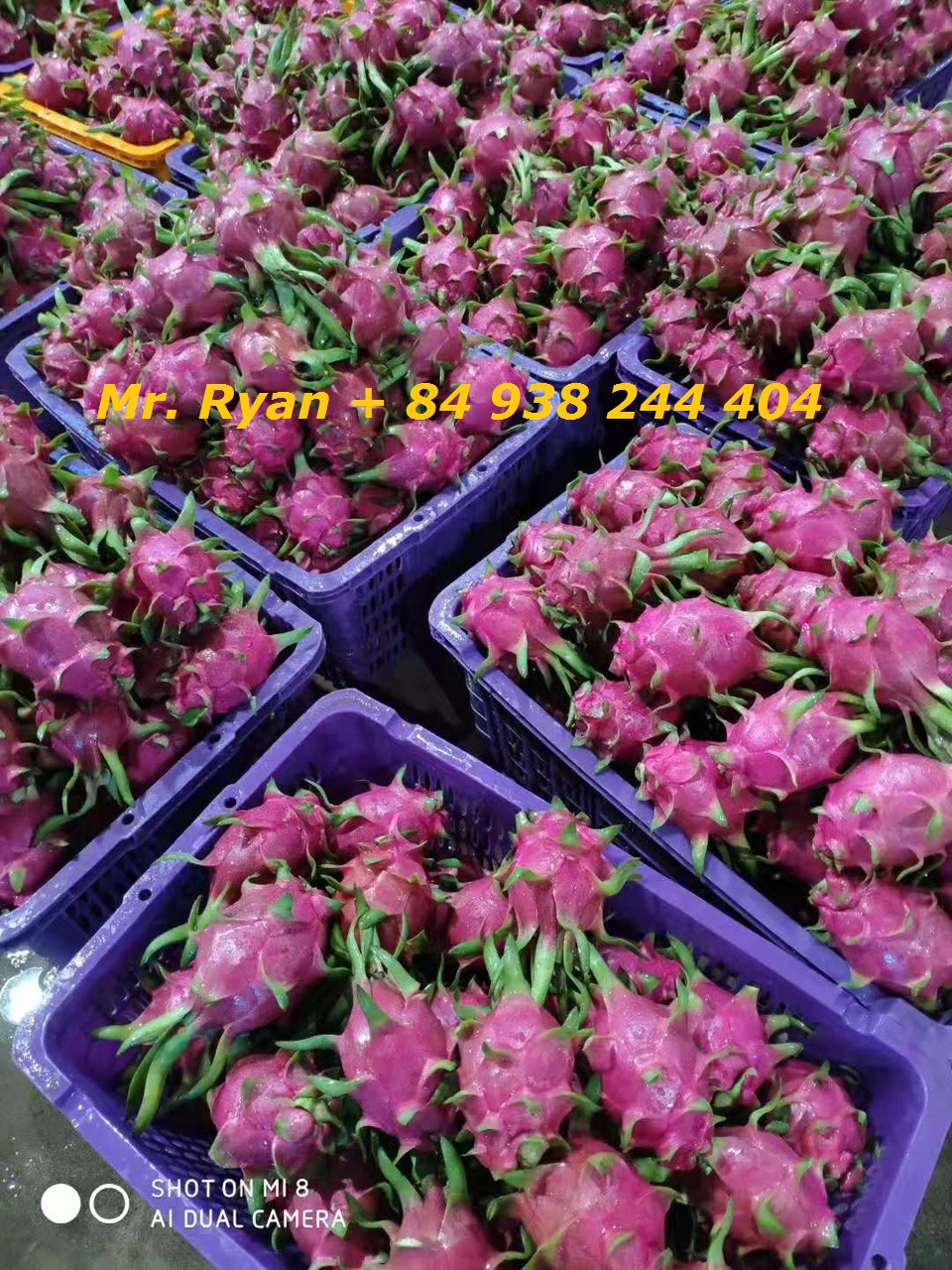 Viet nam dragon fruit