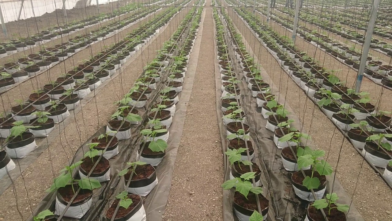 coco peat brick for planting 