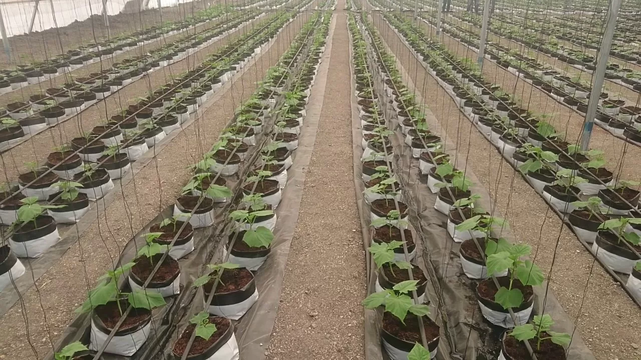 coco peat brick for planting