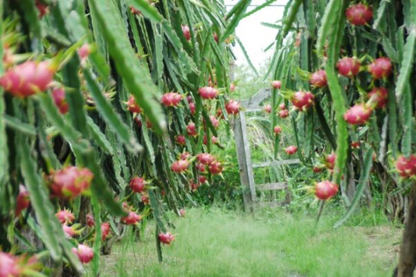 Different type of dragon fruit, Vietnam dragon fruit for export - COCO ...