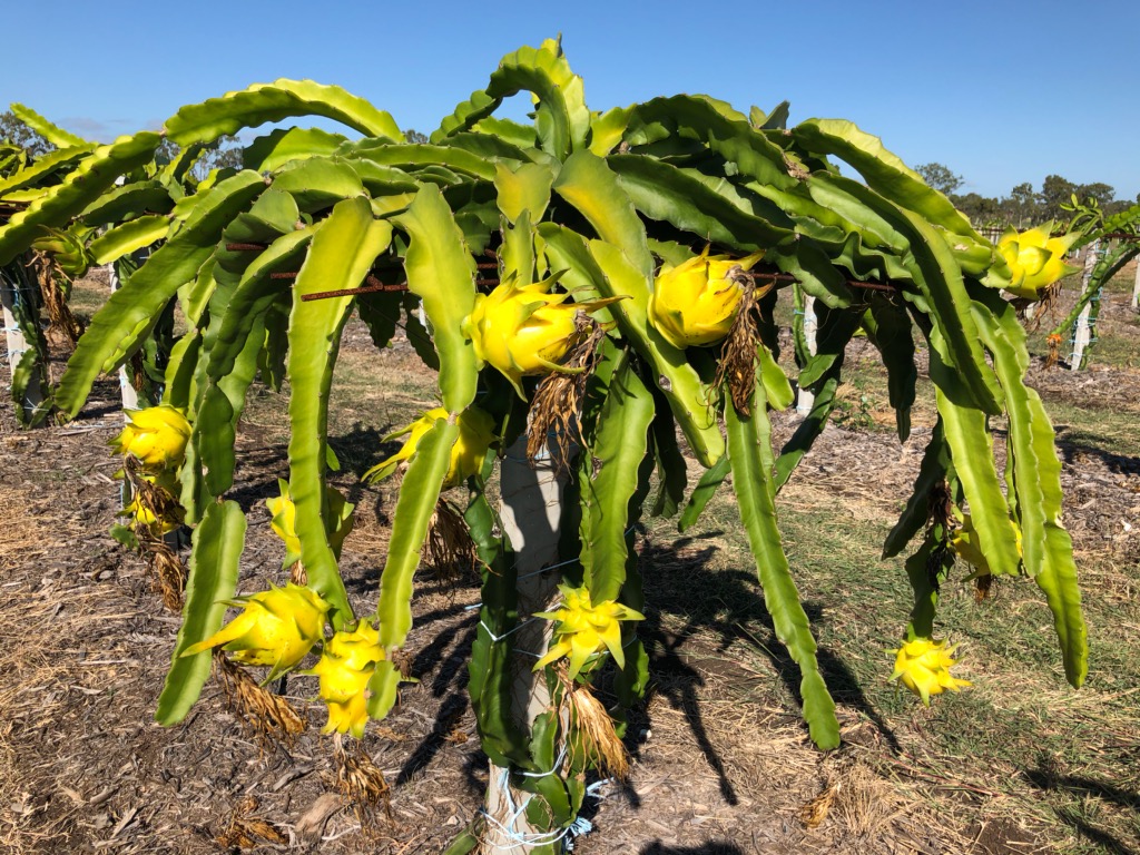 top-10-yellow-dragon-fruit-how-to-eat-you-need-to-know