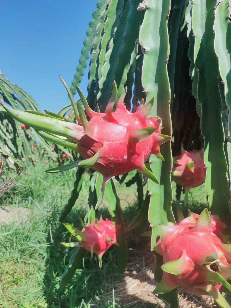 Oranic dragon fruit