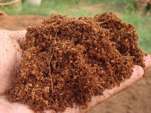 coco peat for plant