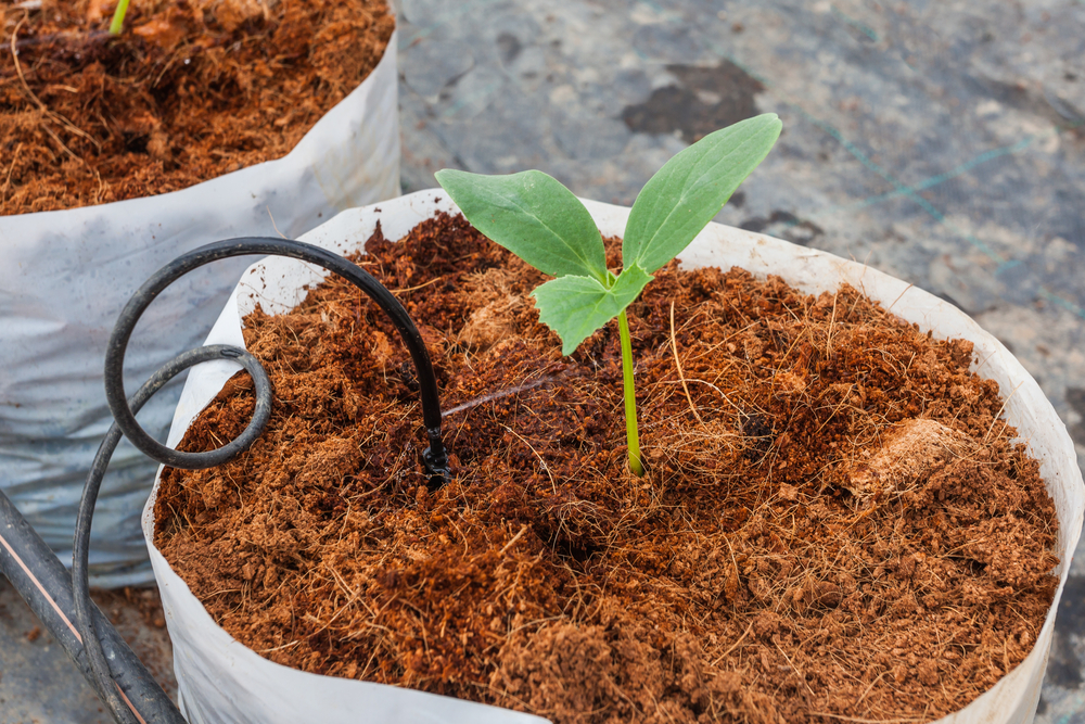 coco peat for plant