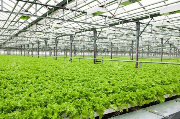 Revolutionizing Greenhouse Farming with Coco Peat Grow Bags