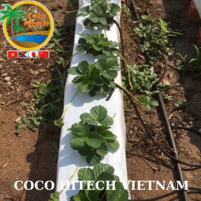 Coco grow bags