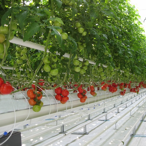 coco peat grow bag