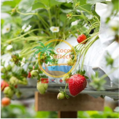 coco peat grow bags