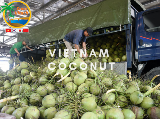 VIETNAM COCONUT