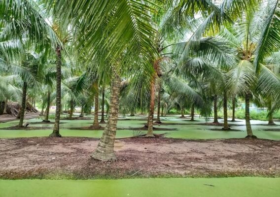 Vietnam coconut