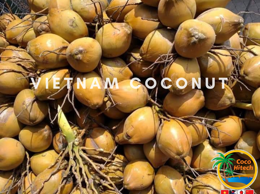 TOP KIND OF VIETNAM COCONUT TREESCOCO HITECH JSC COCO HITECH