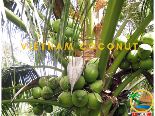 VIETNAM YOUNG COCONUT