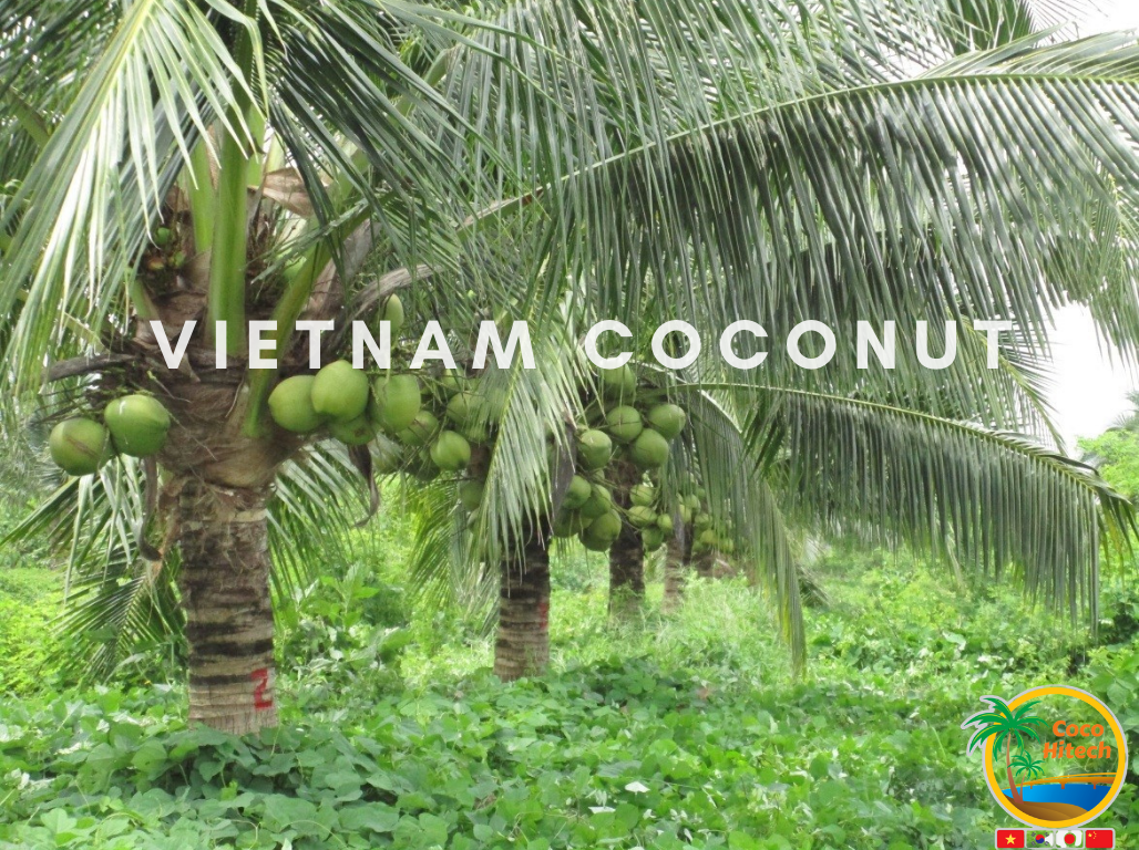 TOP KIND OF VIETNAM COCONUT TREESCOCO HITECH JSC COCO HITECH