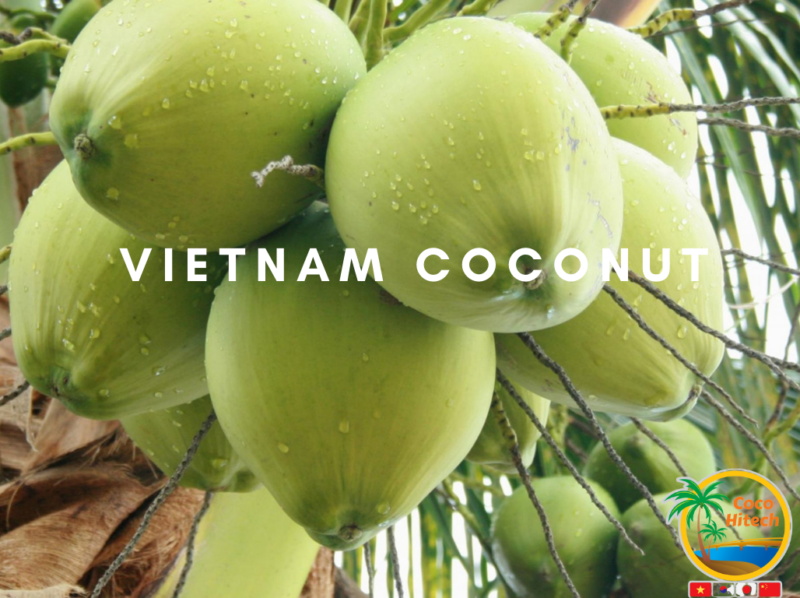 TOP KIND OF VIETNAM COCONUT TREESCOCO HITECH JSC COCO HITECH