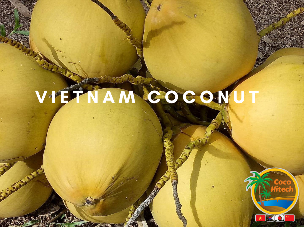TOP KIND OF VIETNAM COCONUT TREESCOCO HITECH JSC COCO HITECH