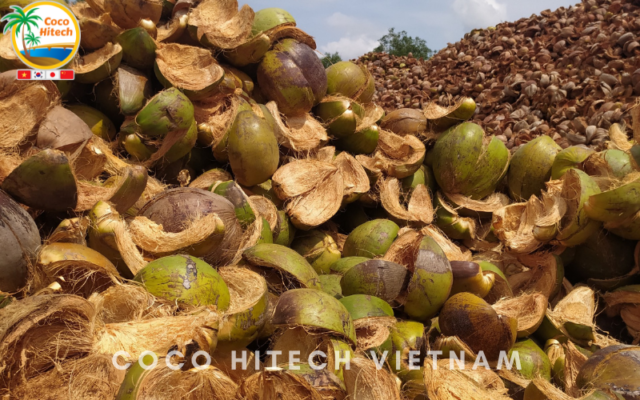 COCO PEAT VIETNAM 