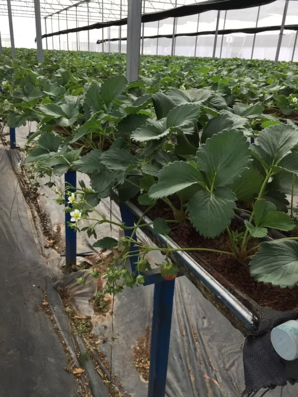 COCO GROW BAGS
