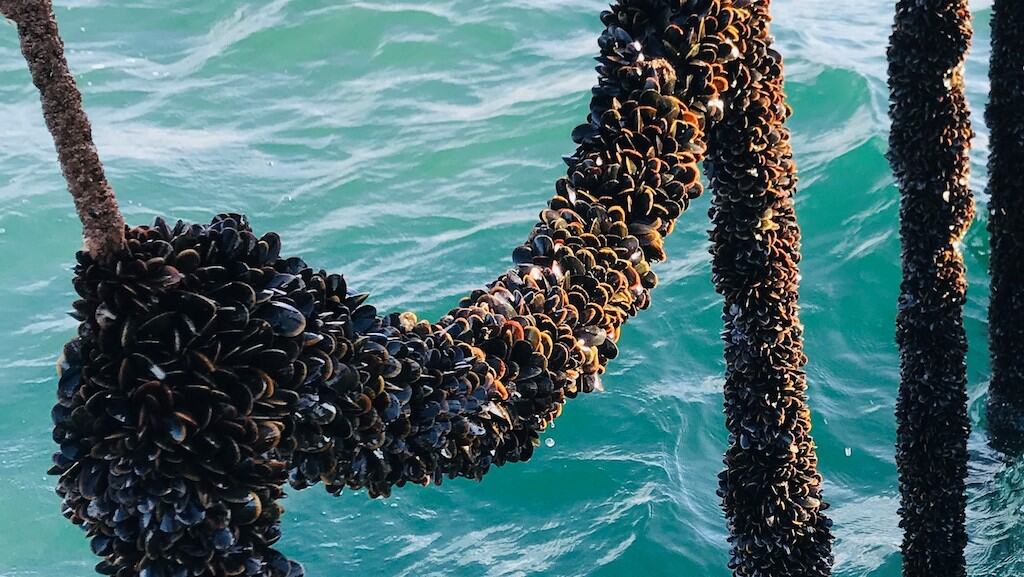 Mussels Farming Method At Maggie Dunn Blog