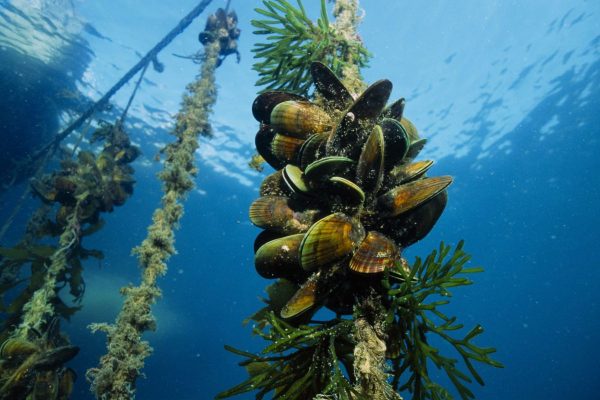 MUSSEL FARMING