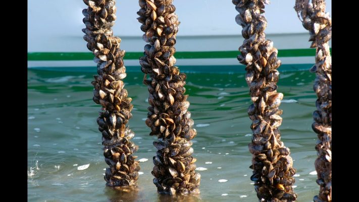 MUSSEL COIR ROP