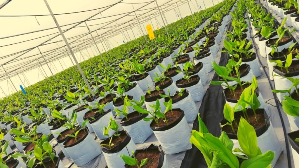 hydroponic