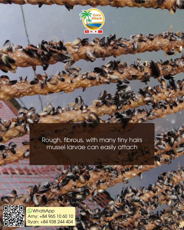 MUSSEL COIR ROPE