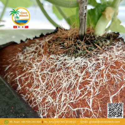 COCO PEAT BLOCK
