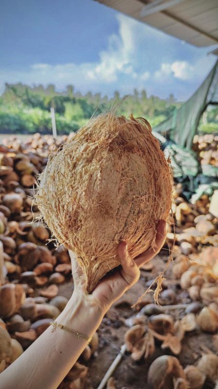 VIET NAM COCONUT