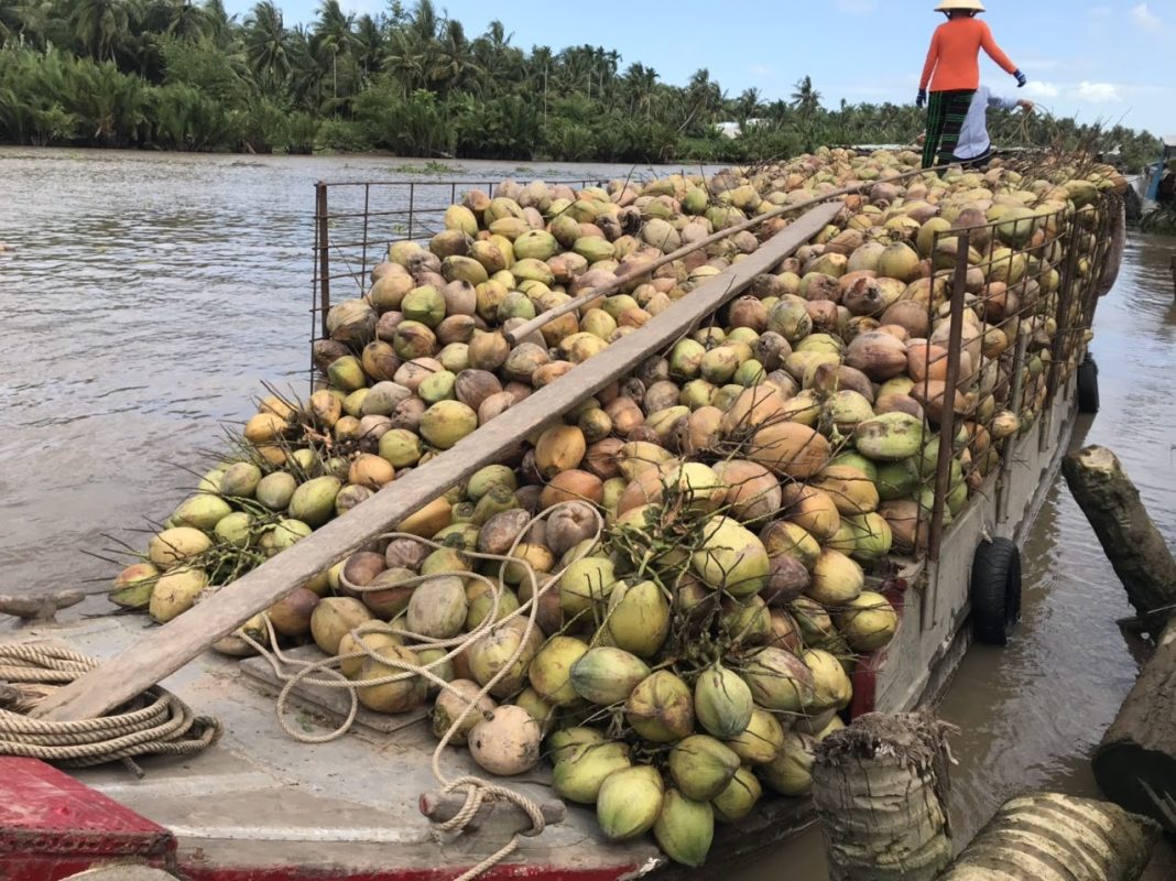 VIET NAM COCONUT