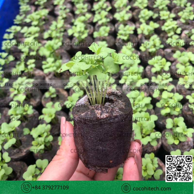 Viên nén mụn dừa COCOHITECH 
