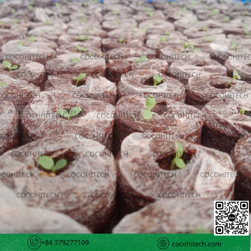 Viên nén mụn dừa COCOHITECH