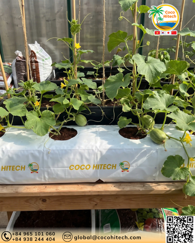COCO PEAT GROW BAG