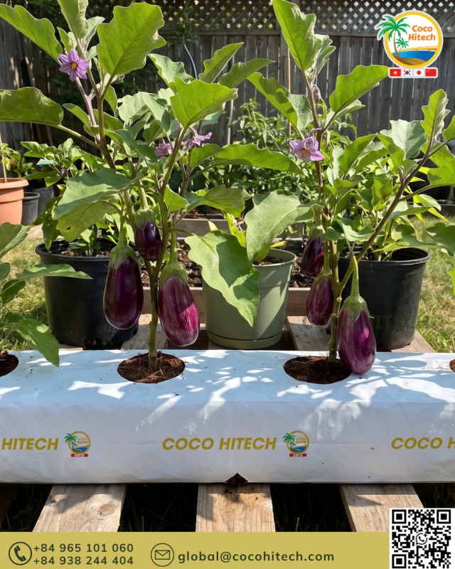 COCO PEAT GROW BAG