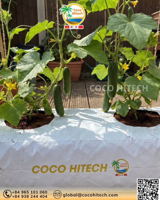 COCO PEAT GROW BAG