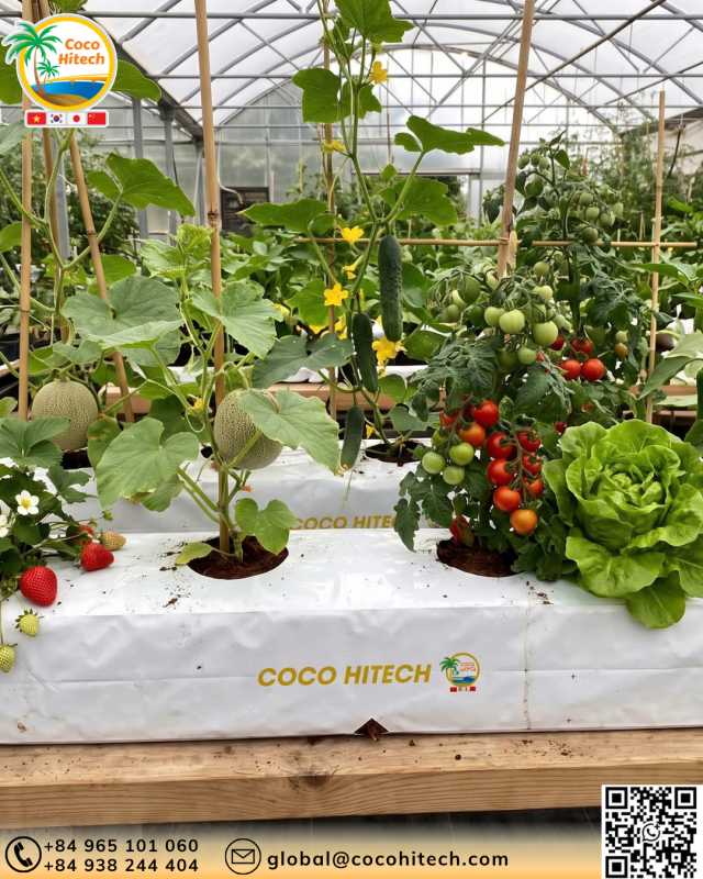 COCO PEAT GROW BAG