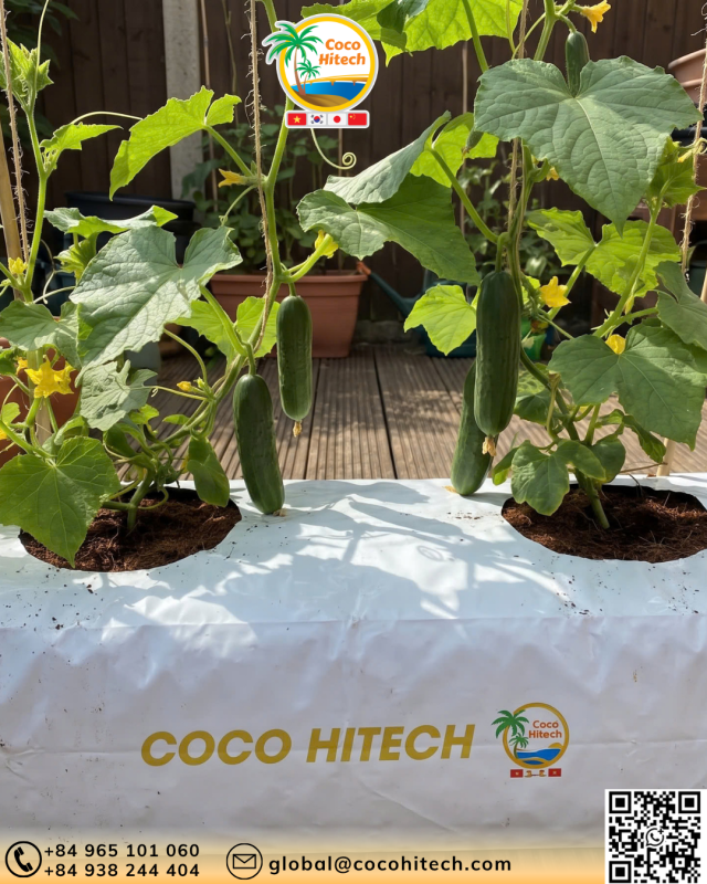 COCO PEAT GROW BAG