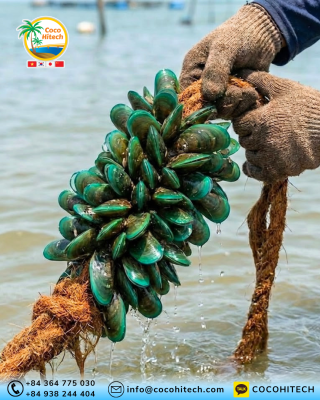 NATURAL COIR FIBER ROPE (2)