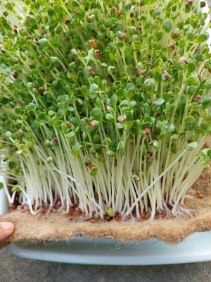 coir felt (3)
