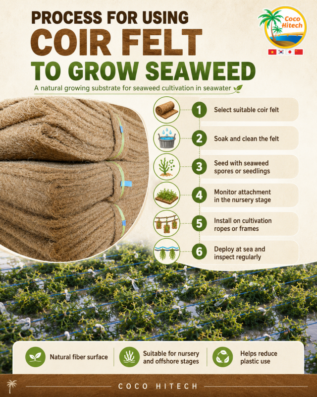 PROCESS TO USE COIR FELT FOR SEAWEED CULTIVATION