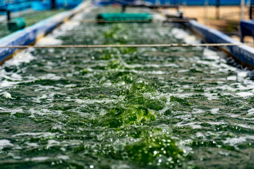 seaweed cultivation 